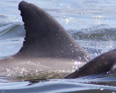 Outer Banks Dolphin Watching Cruise with Captain