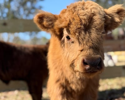 Fluffy Cow & Friends Encounter in St. Augustine
