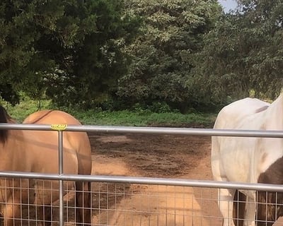 Private Guided Horseback Ride in Romance