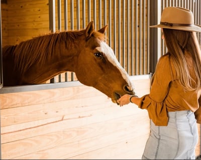 Wine Tasting and Charcuterie with Horses