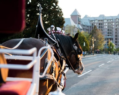 75-Minute Victoria Horse-Drawn Carriage Tour