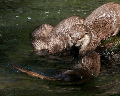 Tomales Bay Guided Wildlife Kayak Tour