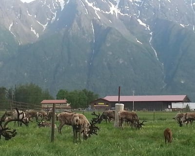 Palmer Guided Reindeer Farm Tour