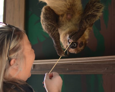 Guided Sloth Encounter in Thurmont