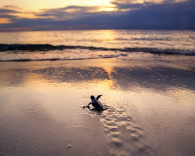 Sea Turtle Hatchling Release in Juno Beach