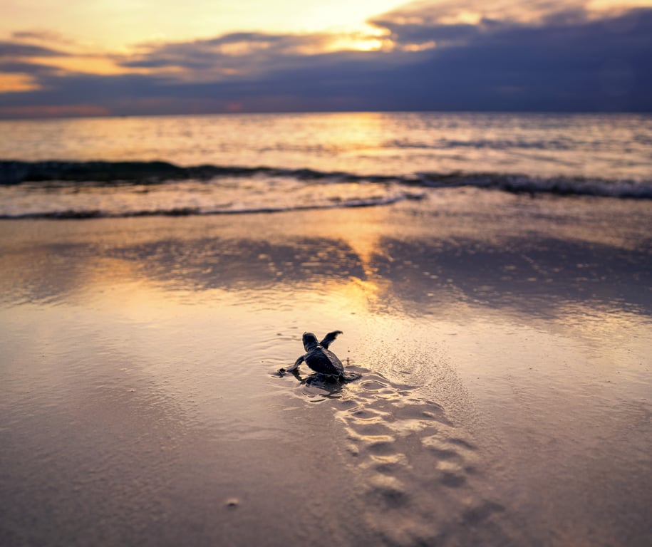 Sea Turtle Hatchling Release in Juno Beach