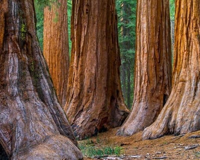 Muir Woods & Sausalito Day Trip from San Francisco