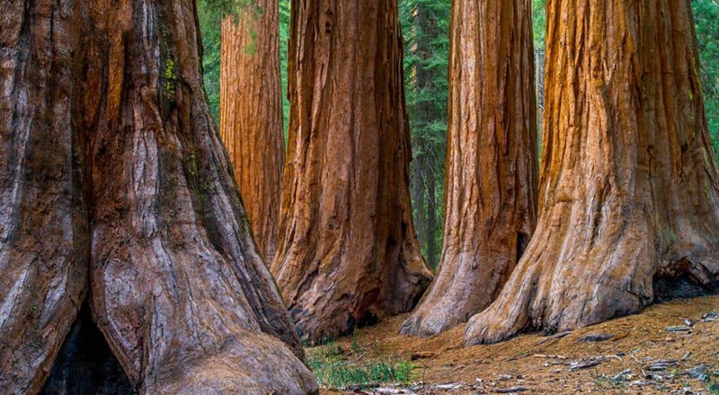 Redwoods and Sausalito: A Scenic Day Tour on Highway 1