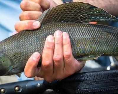 Guided Arctic Grayling Fishing Trip in Denali