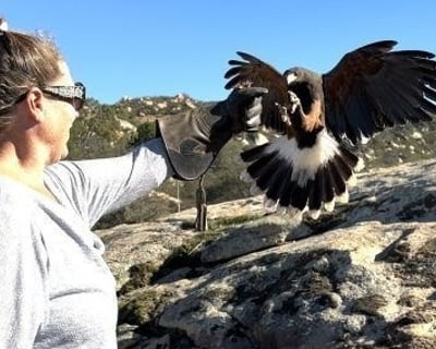 Escondido Guided Hawk Falconry Experience