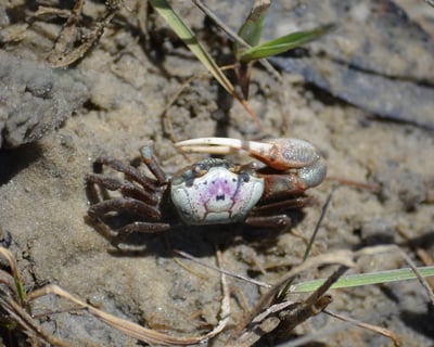 Guided Salt Marsh Critter Tour in Hilton Head Island