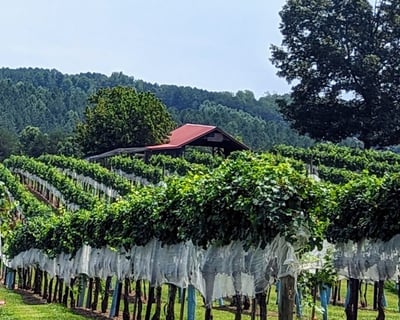 Countryside Wine Tasting at 3 Asheville Estates