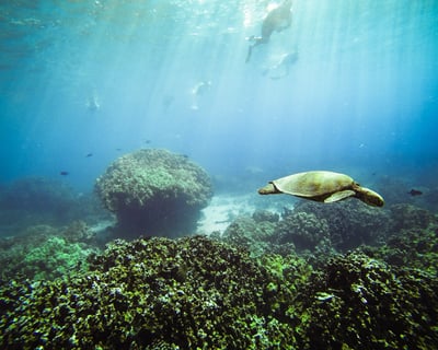 Snorkel the Kona Coast on a 3-Hour Guided Tour
