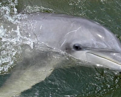 Daytime Dolphin Tour