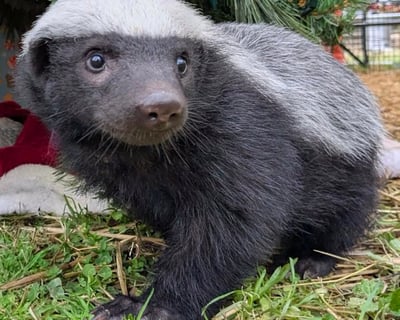 Honey Badger Encounter in North Georgia