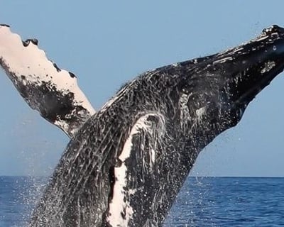 3-Hour Humpback Whale Watch in Kailua Kona