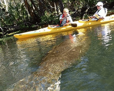 Tandem Kayak Rental in Homosassa