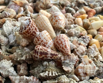 Marco Island Dolphin & Shelling Cruise