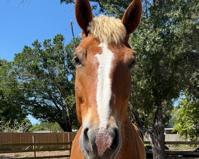 Belgian Draft Horse Bathing Experience in Seminole