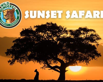 Bonsall Sunset Animal Encounter
