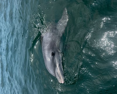 2-Hour Dolphin Cruise in Gulf Breeze