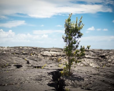 Explore Hawaiʻi Volcanoes National Park on a 12-Hour Tour