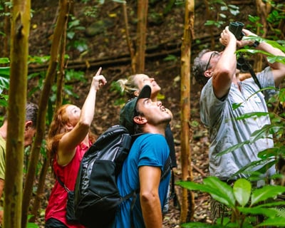 Hakalau Forest Reserve Private Birdwatching Hike