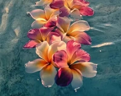 Private Burial at Sea Cruise in Waikiki