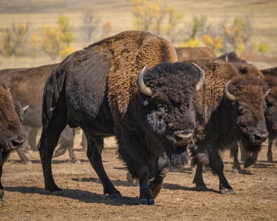 Buffalo Roundup Guided Tour in Custer State Park