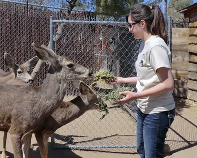 Junior Animal Keeper Experience in Prescott