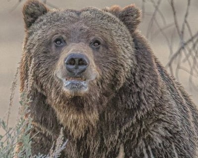 Guided Yellowstone Wildlife Tour