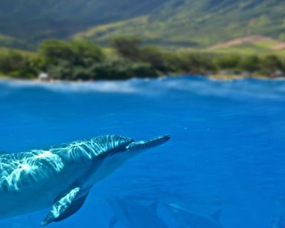 Full-Day Ocean Charter in Haleiwa