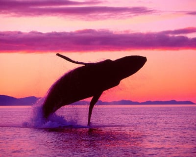 Whale Watching & El Limón Waterfall Tour From Punta Cana