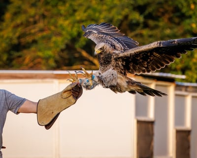 3-Hour Falconry Experience in Joelton