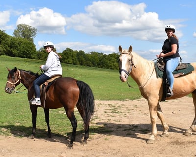 1-Hour Guided Horseback Ride in Zanesfield