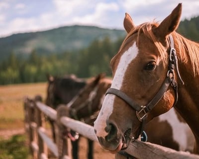 Guided 1.5-Hour Horseback Ride in Logan Canyon