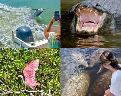 Private 10,000 Islands Beach Eco Tour With Wildlife Viewing