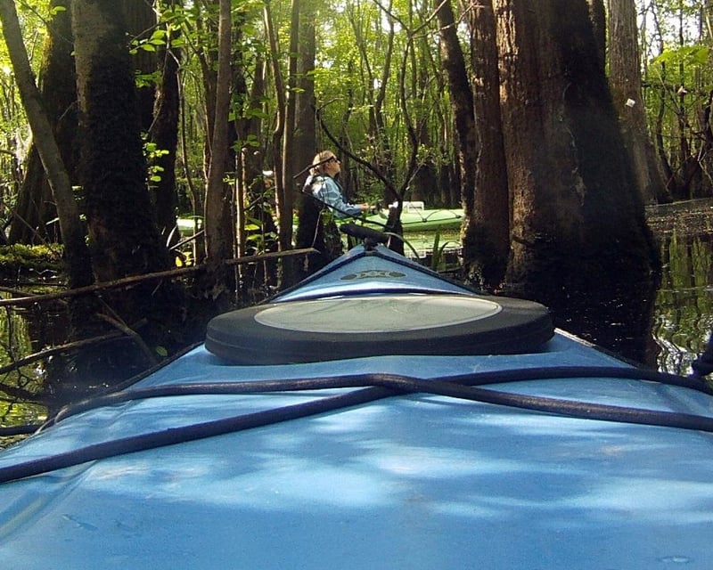 Holly Shelter Creek Swamp Kayaking Trip near Burgaw