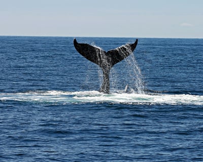 3.5-Hour Icy Strait Fishing & Whale Watching Charter
