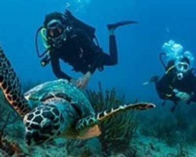 Boynton Beach 2-Reef Dive Charter