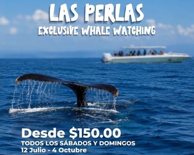 Whale Watching Cruise in Panama City