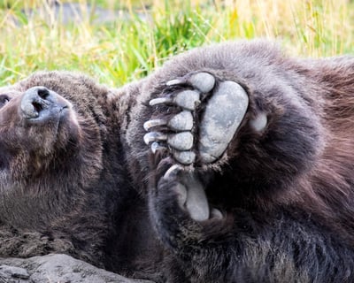Turnagain Arm Wildlife Safari with Expert Guides