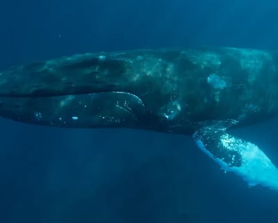 Private Whale & Dolphin Watching Charter in San Diego