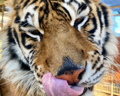 Private Exotic Animal Sanctuary Tour in Phelan