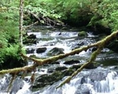 3-Hour Rainforest Walk & Totem Park Tour In Ketchikan