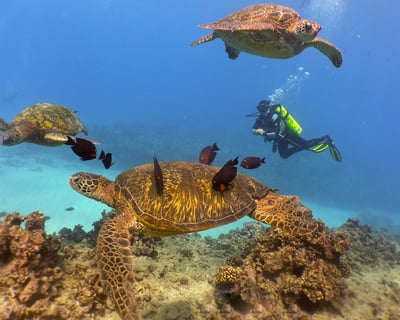 Beginner-Friendly Electric Beach Dive with Gear