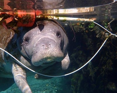 Swim With Manatees in Crystal River
