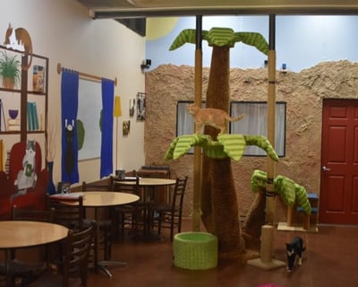 San Diego Cat Cafe: Adoptable Cats & Coffee