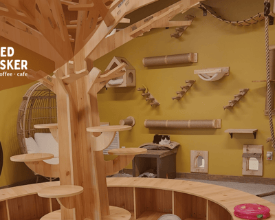50-Minute Cat Lounge Visit in Duluth