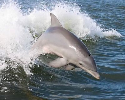 Wet Dolphin Cruise in Destin
